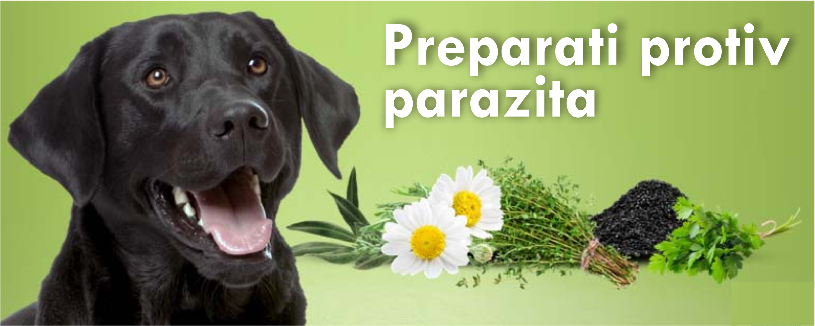 Odeća za pse